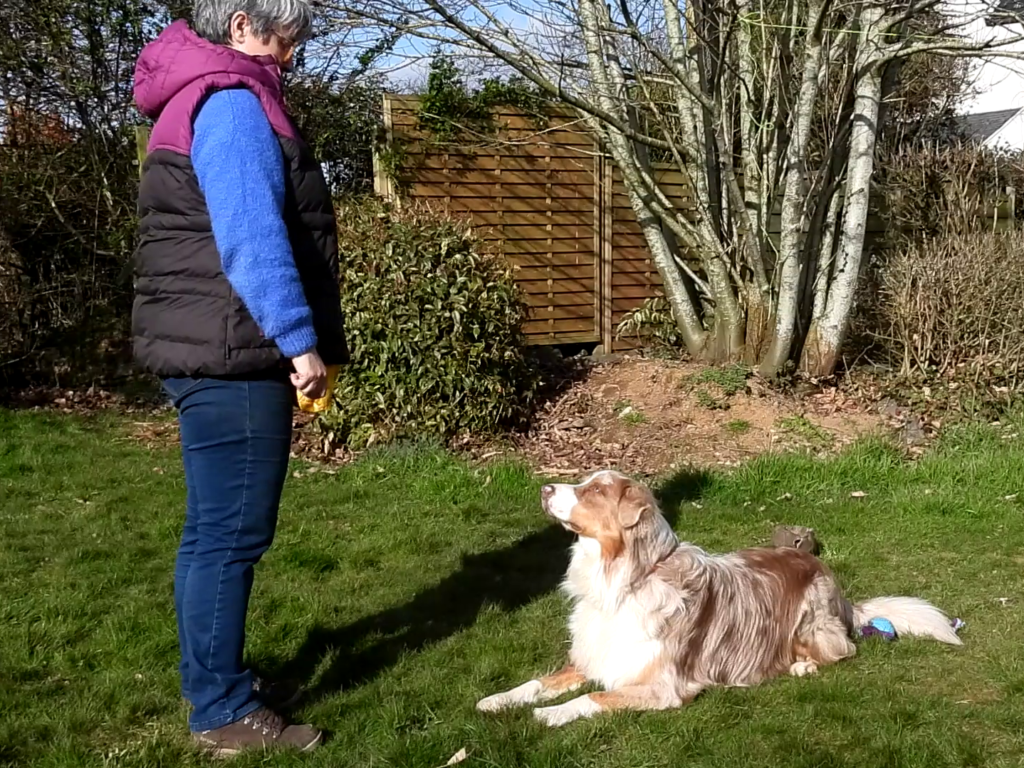 cours d'éducation chien