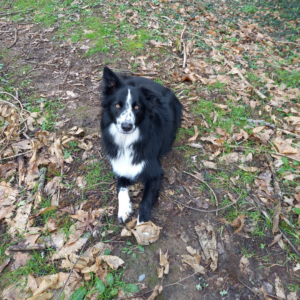 Border collie