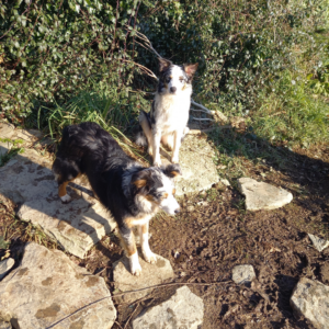 Croisées Border collie