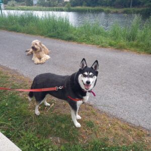 Croisée Husky