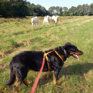 Beauceron